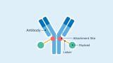 Noguchi Institute ADC technology licensed for cancer therapy development