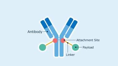 Noguchi Institute ADC technology licensed for cancer therapy development