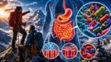High-altitude changes gut microbiota which may drive mountain sickness risk