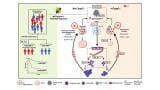 Chemotherapy may trigger immune changes that drive cancer resistance