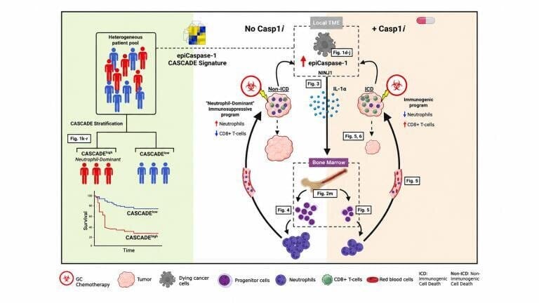 Chemotherapy may trigger immune changes that drive cancer resistance