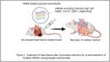 Five-mRNA therapy reduces damage to heart after myocardial infarction in mice