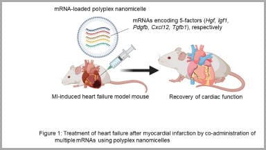 Five-mRNA therapy reduces damage to heart after myocardial infarction in mice