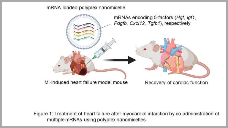 Five-mRNA therapy reduces damage to heart after myocardial infarction in mice