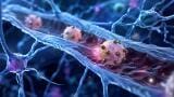Magnetoelectric stem cell microrobots show promise for spinal cord injury repair