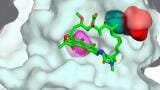 TB resistance mutation exposes hidden weaknesses for future drug therapies