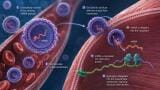 Novel mRNA platform improves muscle function in Duchenne muscular dystrophy