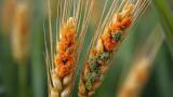 Plant immune ‘decoy’ mechanism could enable multi-disease crop resistance