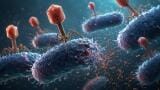 Bacteriophage evolution model could help with control of AMR