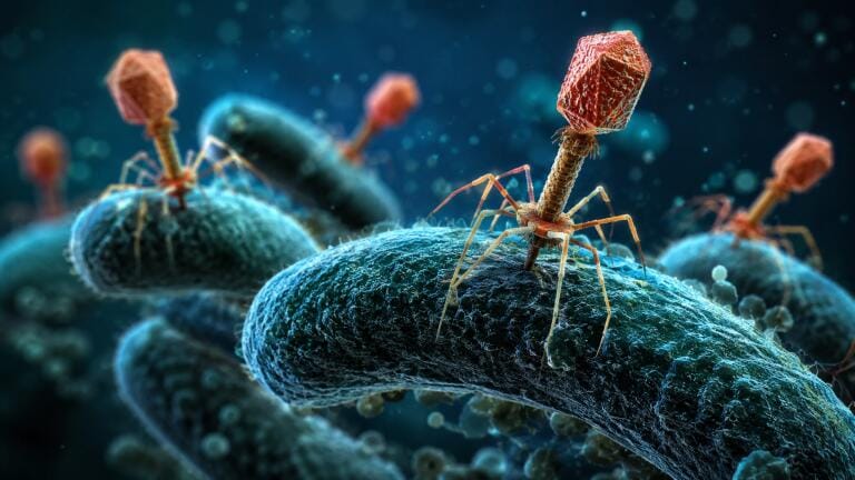 Scientists solve 80-year-old riddle of why virus-infected cells behave so differently