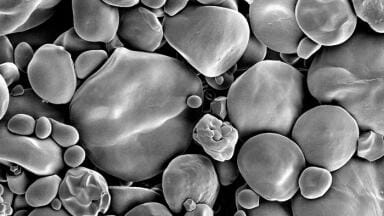 Super-sized starch granules in engineered wheat better for T2DM, pharamaceuticals