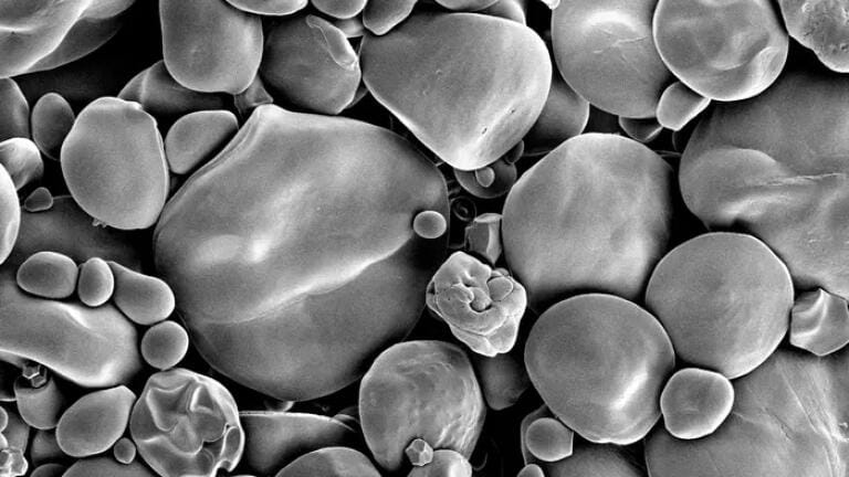 Super-sized starch granules in engineered wheat better for T2DM, pharamaceuticals