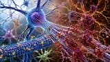 Protein discovery could help protect against tau tangles behind dementia