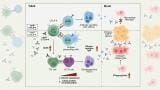 Lymph node behaviour may explain why brain tumours resist immunotherapy