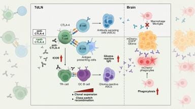 Lymph node behaviour may explain why brain tumours resist immunotherapy