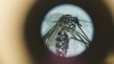 Mosquitoes bite with clear preferences when it comes to human scent choices