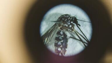 Mosquitoes bite with clear preferences when it comes to human scent choices