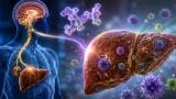 Appetite-linked GDF15 hormone found to protect the liver from inflammation