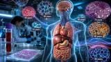 AI tissue clocks reveal how human organs are seen to age at different rates