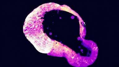 Biologists solve decades-old mystery of polyamines’ cellular role in iron toxicity