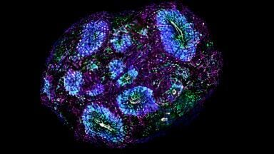 Human brain organoids mature for more than five years in laboratory culture