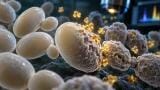 Microscopy and spectroscopy reveal quercetin complex effects on Candida
