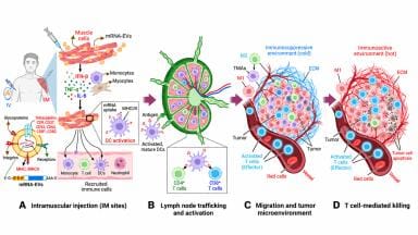 Engineered exosomes carrying mRNA payloads are shown to convert ‘cold’ tumours into active immune targets