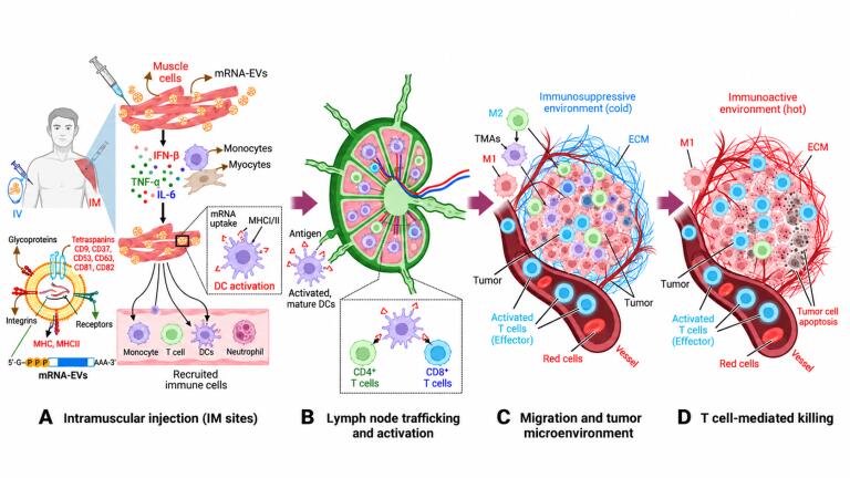 Engineered exosomes carrying mRNA payloads are shown to convert ‘cold’ tumours into active immune targets