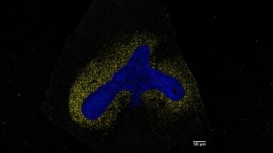 AI model reconstructs cell signalling histories to guide stem cell development