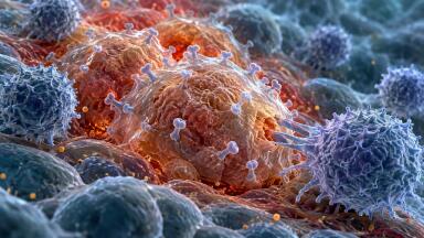 Blocking PD-L2 may help immune system to clear away age-related senescent cells