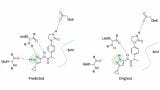 Artificial Intelligence tool predicts stable hydrogen positions in drug-like molecules