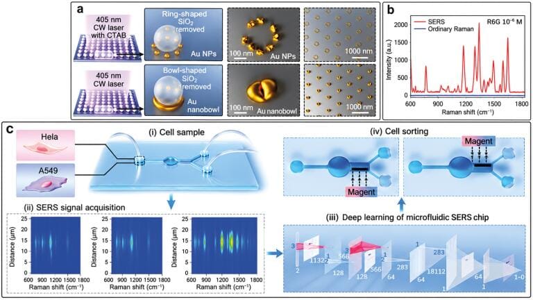 Label-free cell sorting accuracy sharply boosted by uniform gold nanostructures