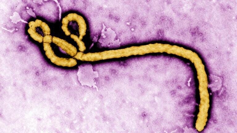 Rapid diagnostics and vaccine research strengthen response to outbreak of Ebola's Bundibugyo strain of deadly virus