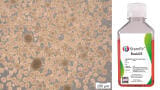 Single medium supports both 2D and 3D pluripotent stem cell culture and growth