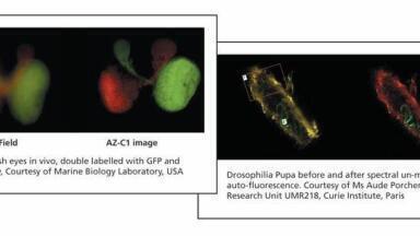 Live Cell Confocal Imaging on a Large Scale