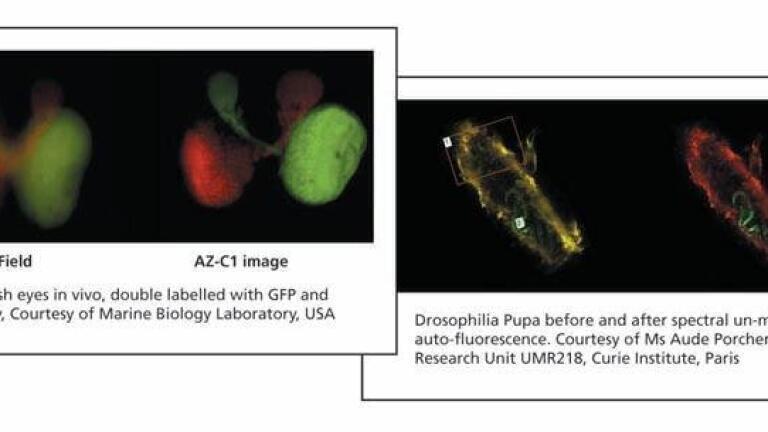 Live Cell Confocal Imaging on a Large Scale