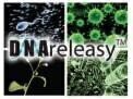 Anachem’s New DNAreleasy™ - Go from Cells to PCR in less than 10 Minutes!