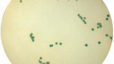 Microbiological Media Takes Centre Stage at Medica