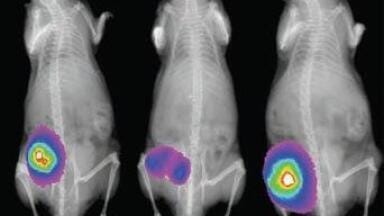 In-Vivo Multispectral FX Imaging System