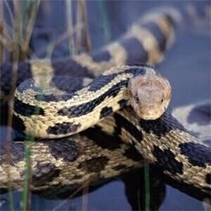 Snake venom to lead to drug discovery?