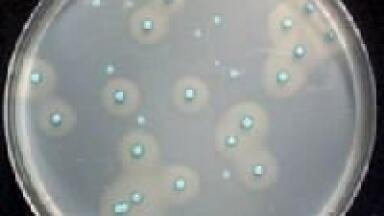 A Complete Range for the Detection of Listeria