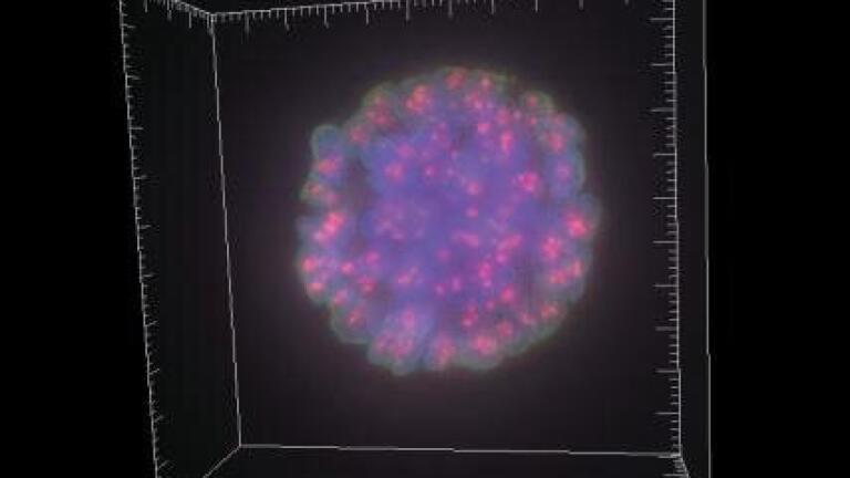 Imaging System at the Heart Of Cancer Cell Research