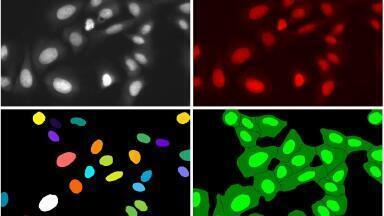 DRAQ7™: live cell-impermeant far-red DNA dye