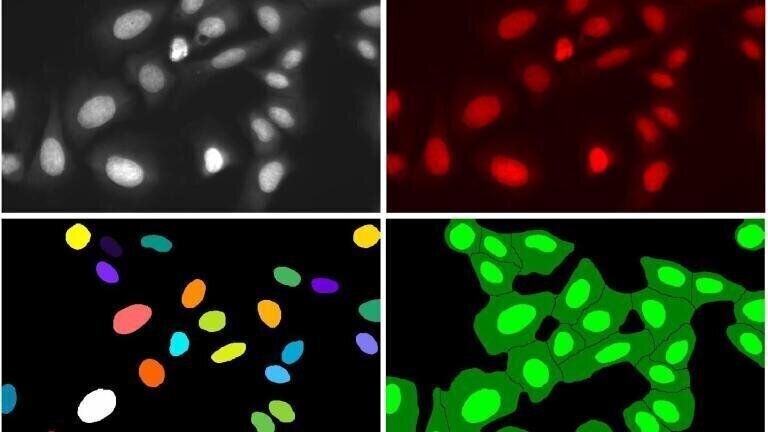 DRAQ7™: live cell-impermeant far-red DNA dye