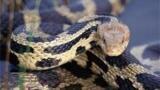 Enzymes Found to Reduce Plant Fibre