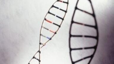 New Monoclonal Antibody for Cyclin A2 Identification