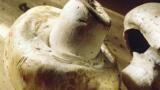 Partnership to Advance Liver Fibrosis Teatments