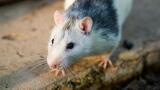 First IVD pan-TRK Immunohistochemistry Assay Launched